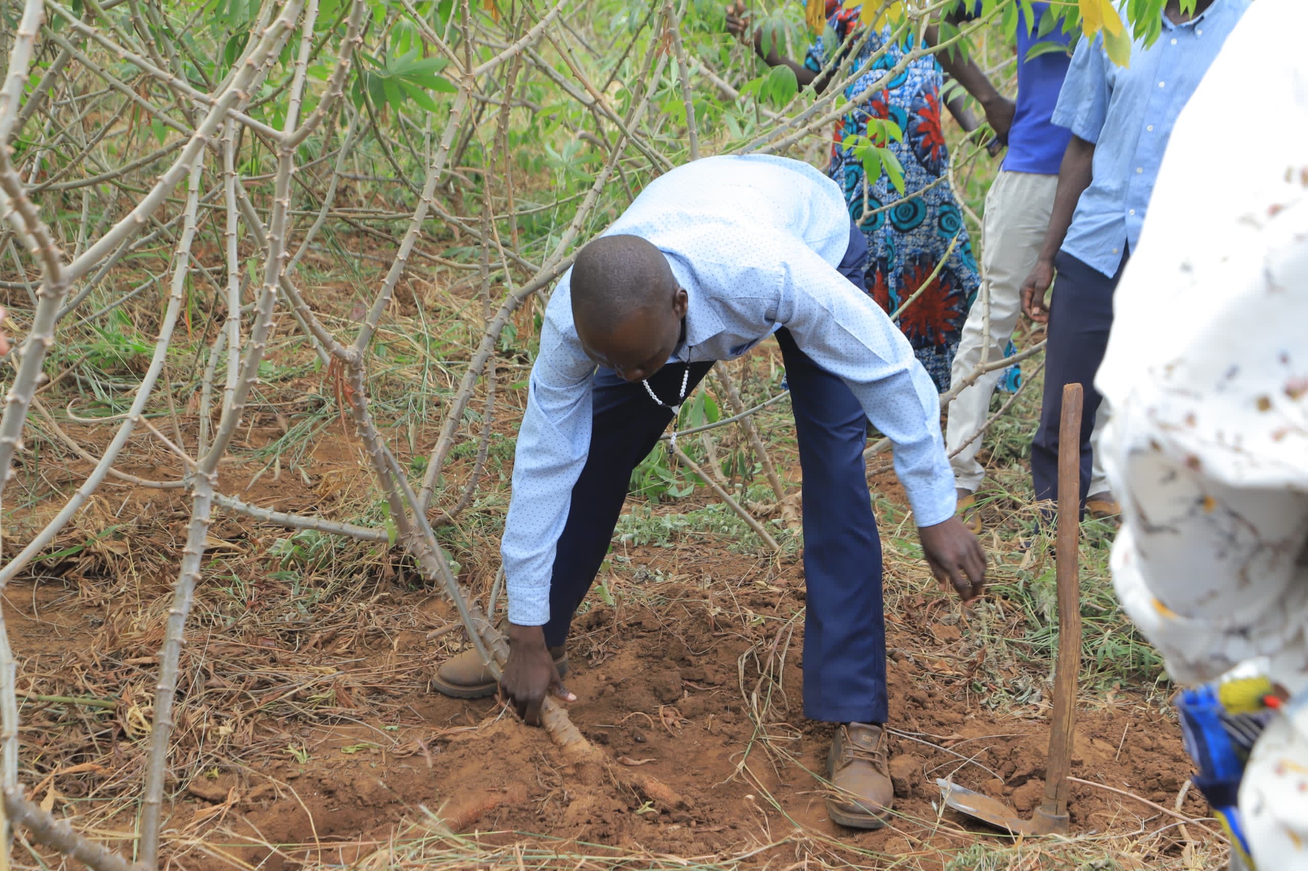 Northen Uganda - commercial Agriculture